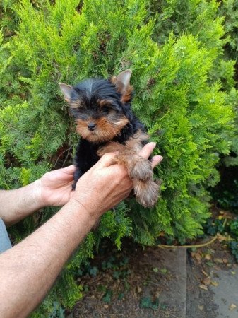 Yorkshire Terrier