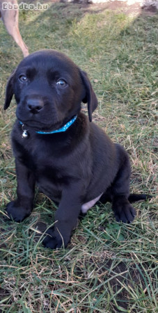 Labrador kiskutyák eladóak