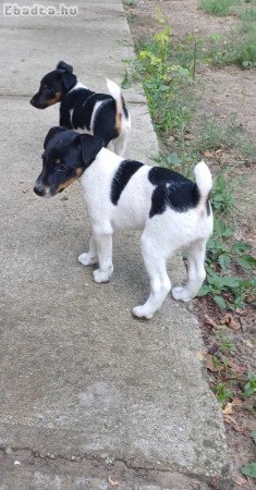 Fox terrier kölykök