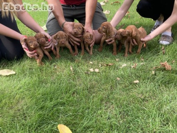 Magyar vizslakölykök