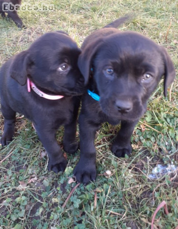 Labrador kiskutyák eladóak