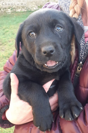 Labrador kiskutyák eladóak