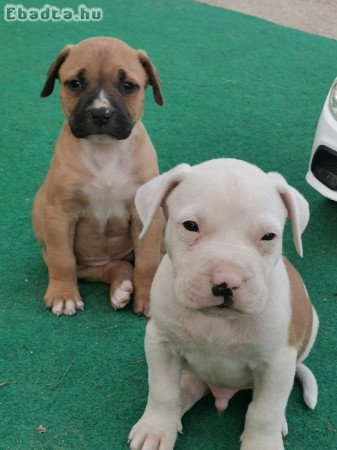 Amerikai Staffordshire Terrier jellegű kiskutyák