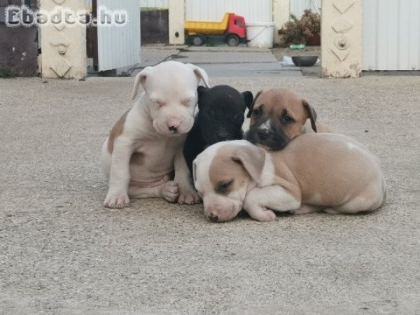 Amerikai Staffordshire Terrier jellegű kiskutyák