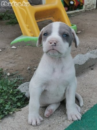 Amerikai Staffordshire Terrier jellegű kiskutyák