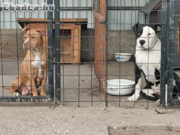 Amerikai Staffordshire Terrier jellegű kiskutyák