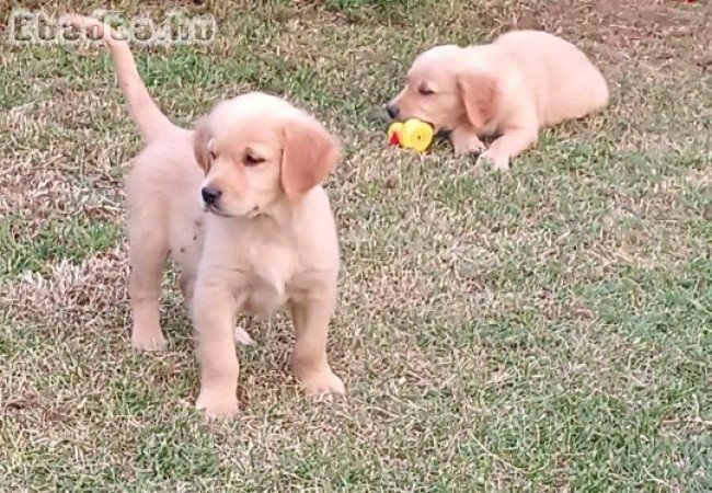 Golden retriever