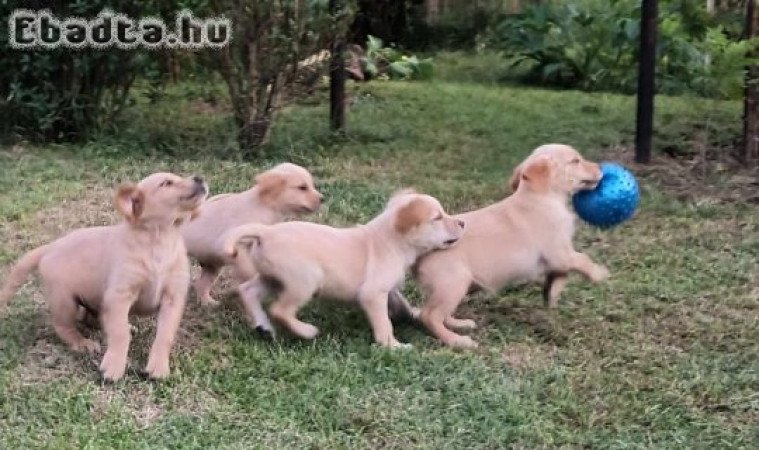 Golden retriever