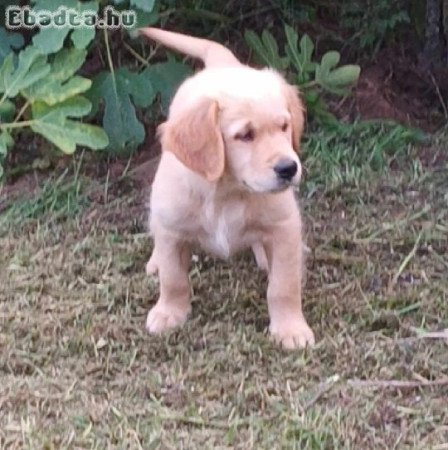 Golden retriever