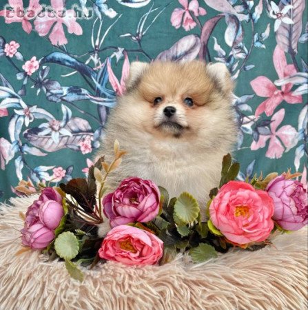 Törzskönyves spitz spicc kiskutya