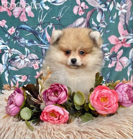 Törzskönyves spitz spicc kiskutya