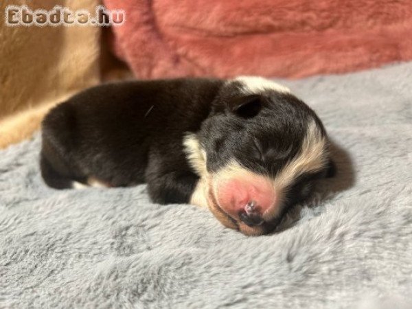 Border Collie fiú kiskutyák