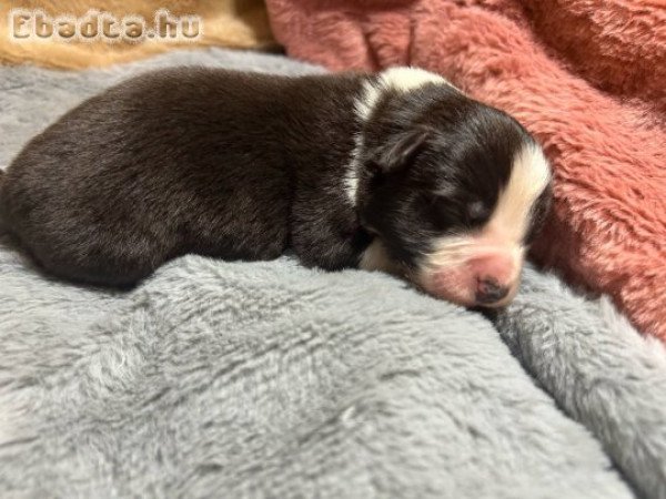 Border Collie fiú kiskutyák