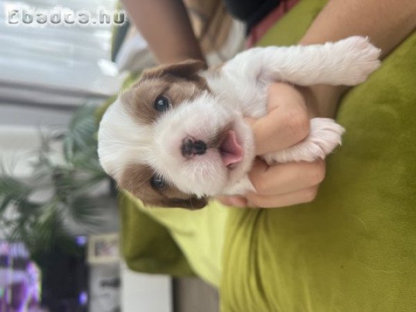 Cavalier King Charles Spániel kutyusok