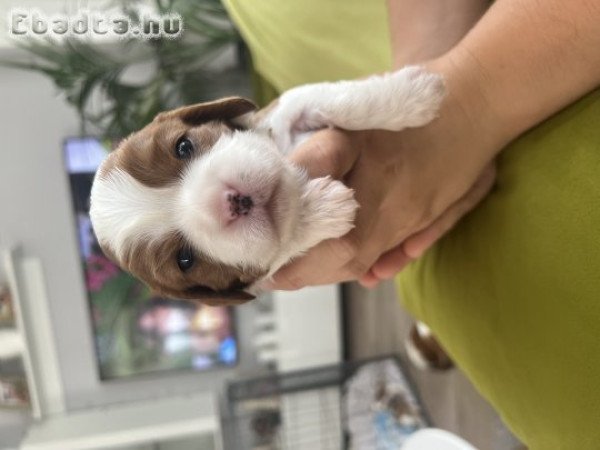 Cavalier King Charles Spániel kutyusok