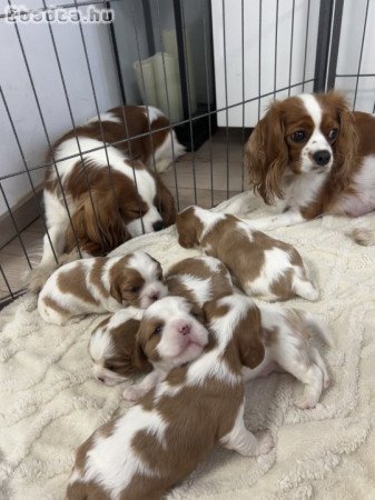 Cavalier King Charles Spániel kutyusok