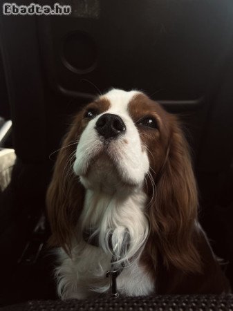 Cavalier King Charles Spániel kutyusok