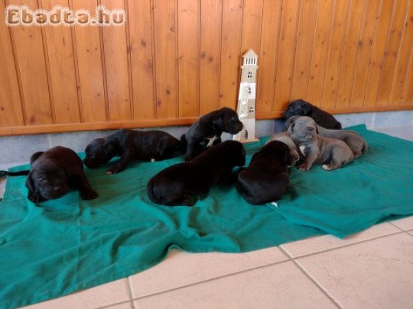 Eladó Cane corso kiskutyák