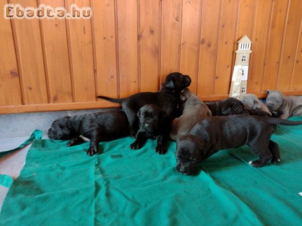 Eladó Cane corso kiskutyák