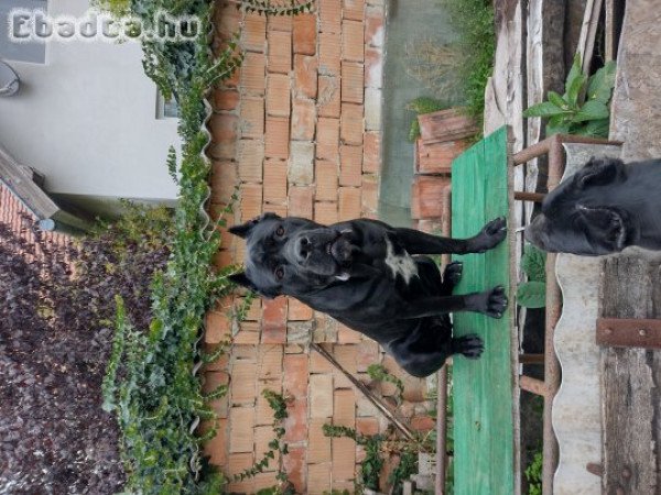 Eladó Cane corso kiskutyák