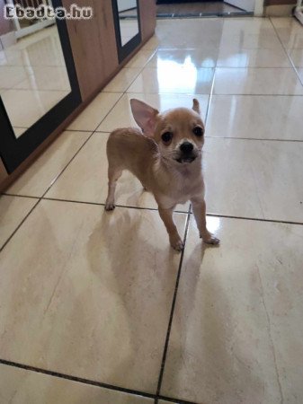 csivava kislány kutyus