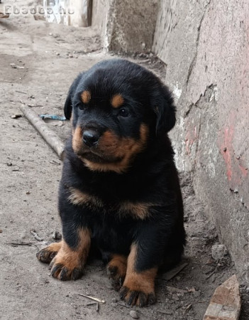 Rottweiler kölyök