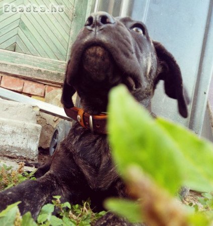 Eladó Cane Corso kislány kutyus