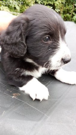 Eladó 6hetes bichon havanese kisfiú