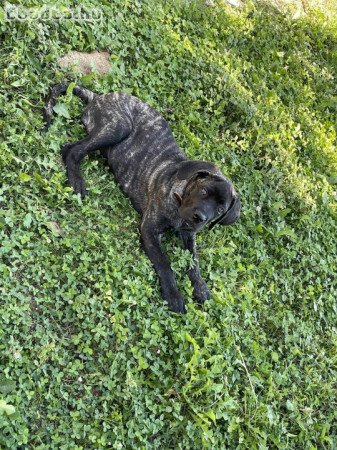 Eladó Cane Corso kislány kutyus