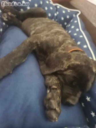 Eladó Cane Corso kislány kutyus