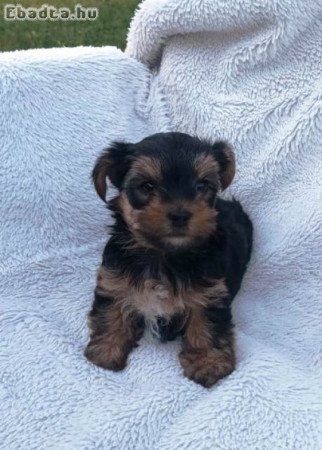 Yorkshire terrier kölykök