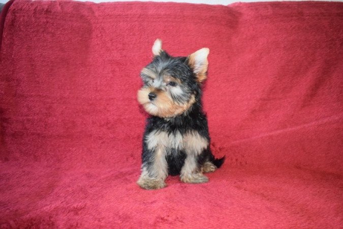 yorkshire terrier