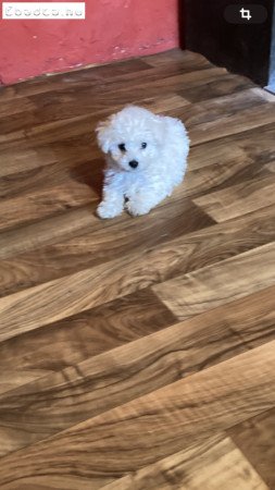 8 hetes bichon bolonese fiú kiskutya