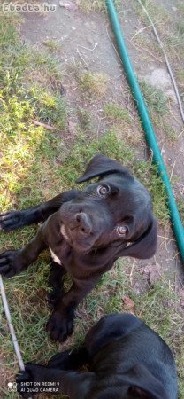 Cane corso szuka