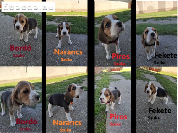 Beagle kiskutya eladó