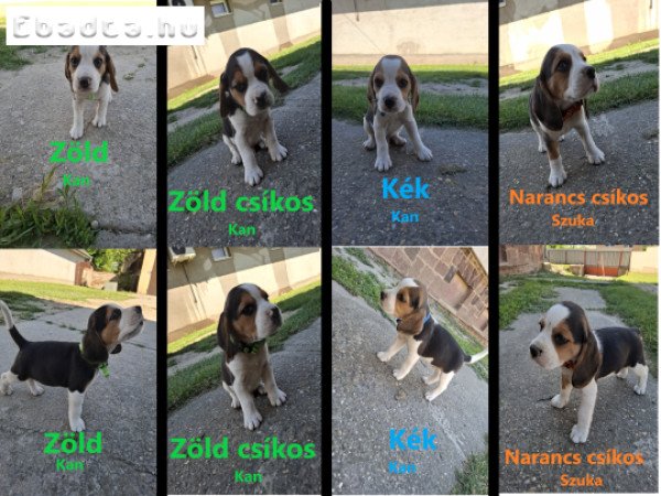 Beagle kiskutya eladó
