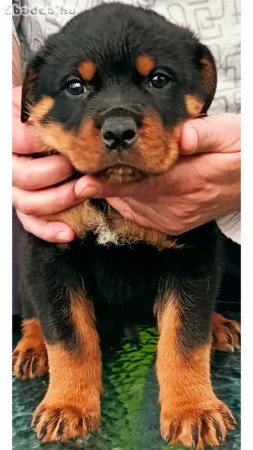 Rottweiler kiskutyák eladók
