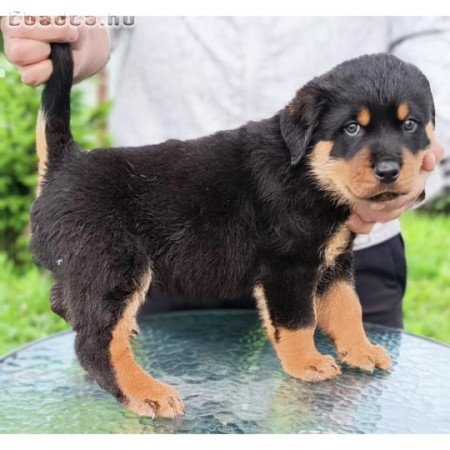 Rottweiler kiskutyák eladók