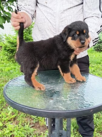 Rottweiler kiskutyák eladók