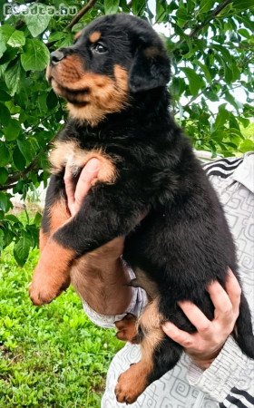 Rottweiler kiskutyák eladók