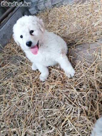 Kuvasz kölykök