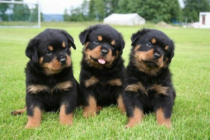 Rottweiler kölykök örökbefogadásra