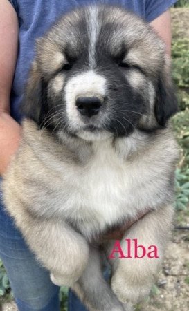 Kaukázusi juhászkutya