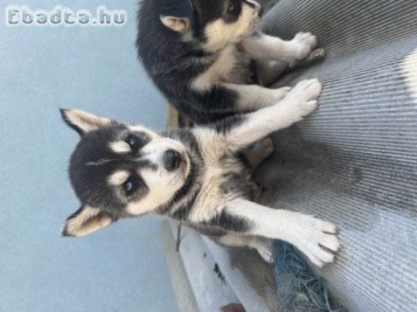 Husky eladó