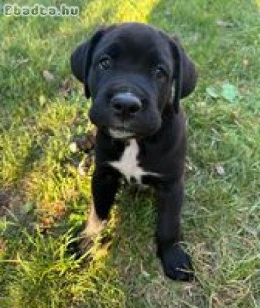 Cane Corso kiskutya