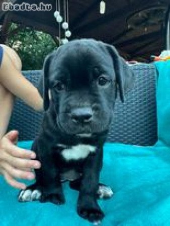 Cane Corso kiskutya