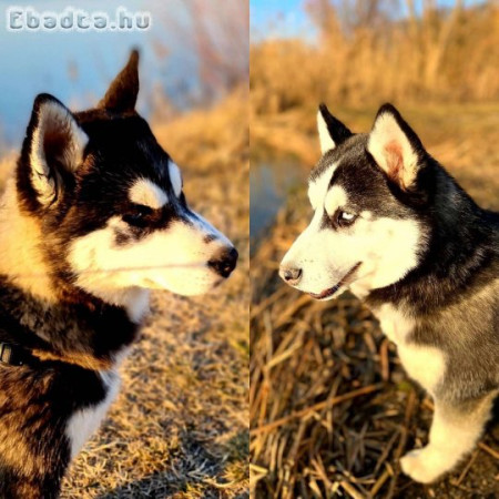 Husky fajtatiszta kiskutyák