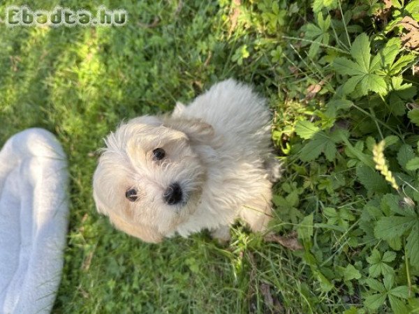 Maltipoo kiskutya