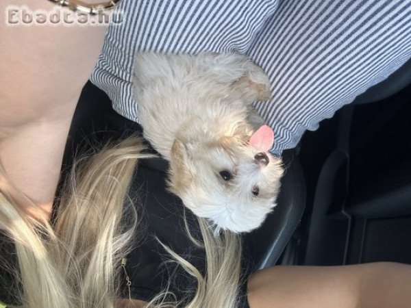 Maltipoo kiskutya