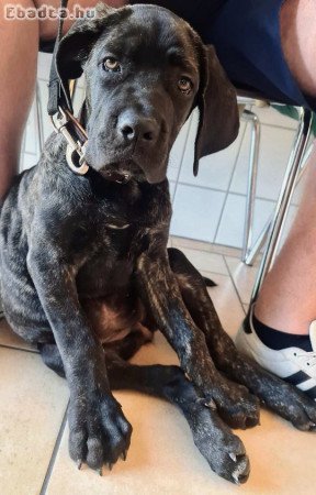 Eladó Cane Corso kislány kutyus